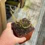 Sundew Drosera Binata Dichotoma Extrema - Small To Medium Plant. 7.5CM Plastic Container.