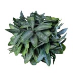 Olive Leaf Topiary Ball 16CM