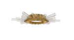 Tyran Plafond Ceiling Light