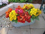 Calceolaria F1 Dainty Mix Seed - 100 Pelleted Seed