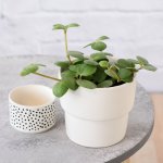 Peperomia - Tetraphylla Hope - In 13CM Flo Planter