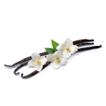 Holy Vanilla V2 Concentrate - 10ML
