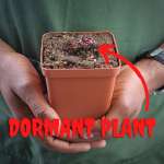 Venus Fly Trap 'maroon Monster' - 2 Year Old Plant. 7.5CM Plastic Container.