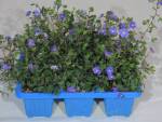 Veronica Oxford Blue 6 Pack