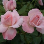 Bridal Pink Rose 5LT