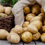Seed Potatoes – Mondial