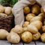 Seed Potatoes – Mondial