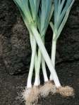 Leeks Carentan Seed - 5 G Raw Seed