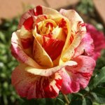 Artista Panarosa Rose 5LT
