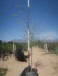 Celtis Sinensis 100LT Tree