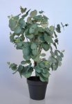 Eucalyptus In Pot 54X30CM
