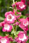 Penstemon Arabesque Violet Seed - 15 Raw Seed