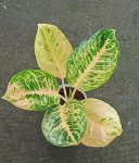 Aglaonema Tiger Stripes 23CM Pot
