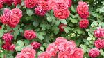 Rose Concentrate - 10ML