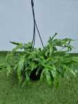 Microsorum ‘kangaroo Fern’ 20CM Hanging Basket