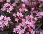 Indian Hawthorn Standard lollipop 10LT