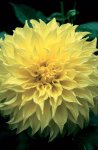 Dahlia Dinner Plate – “kelvin’s Floodlight” Bulbs