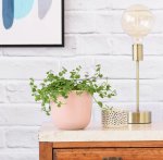 Dainty Crassula - In Pink Moon Planter