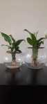 Fishbowl With Peace Lily