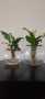 Fishbowl With Peace Lily