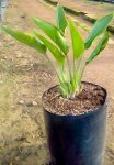 Strelitzia Reginae 10LT
