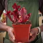 Trumpet Pitcher Sarracenia Dibuseng - Dormant Plant. 7.5CM Plastic Container.
