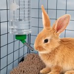 1PC Assorted Color 1000ML Bunny Water Dispenser Convenient Hanging Water Bottle For Small Animals - Perfect For Rabbits And Big