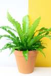 Birds Nest Fern - 25CM