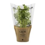 Coriander Potted Herb
