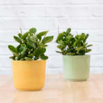 Baby Rubber Plant - In Gloss Mint Green Emerson