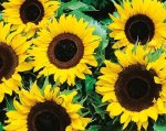 Sunflower Single Sunspot Seed - 100 G Raw Seed