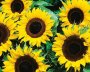 Sunflower Single Sunspot Seed - 100 G Raw Seed