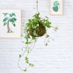 Natal Ivy Mossball