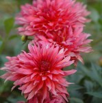 Dahlia Border – “carola” Bulbs
