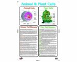 Chart Plant &amp Animal Cells