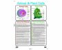 Chart Plant &amp Animal Cells