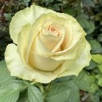 Phambili Dsg Hybrid Tea Rose 5LT