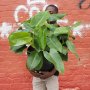 Philodendron - Emerald Green - Extra Large - 35CM Nursery Pot