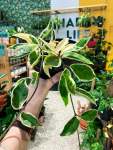 Wax Plant - 15CM Variegated