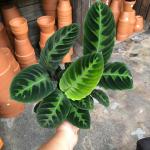 Calathea Warscewiczii - In White Ceramic Emerson Pot