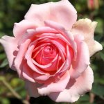 Addo Heritage Rose 5LT