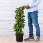 Golden Pothos - Mosspole - 25CM Nursery Pot