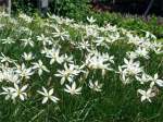 Zephyranthes Rain Lily 15CM Pot