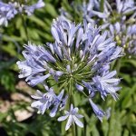 Click & Plant Online Nursery