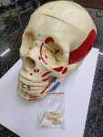 Adult Skull Bone Coloring Model