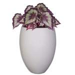 Planted Eggin Shade - Chryso Black Begonia Rex