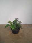 Mixed Fern Bowl 16CM