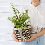 Spekboom - In 16CM Queen Ilala Basket