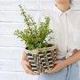 Spekboom - In 16CM Queen Ilala Basket