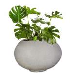 Planted Arizona Shade - Rock Monstera Deliciosa